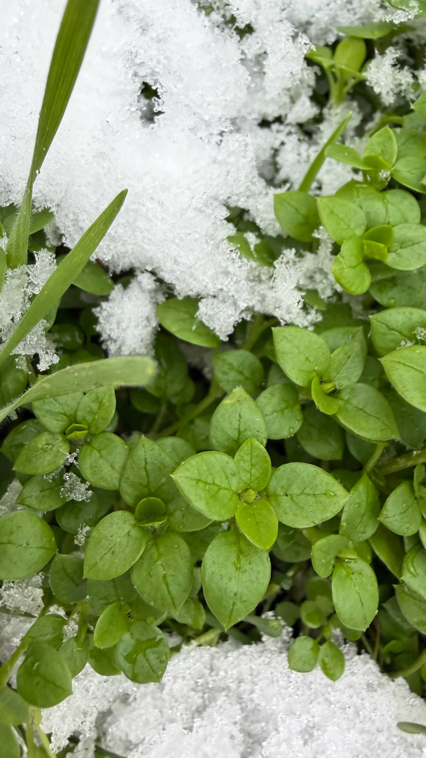 Новый год близко: в одном из палисадников Луганска вовсю цветут цветы Новый год близко: в одном из палисадников Луганска вовсю цветут цветы