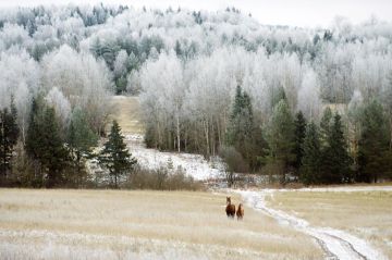 Доброе утро, Алчевск!. 159 лет назад ровно 10 декабря Федор Тютчев написал строки о России, которые знает каждый