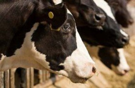 Правительство ЛНР одобрило вступление фермерского хозяйства «Крот» в свободную экономическую зону