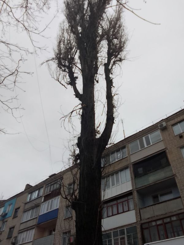 В Краснодоне осуществлялись мероприятия по удалению аварийных деревьев В Краснодоне осуществлялись мероприятия по удалению аварийных деревьев
