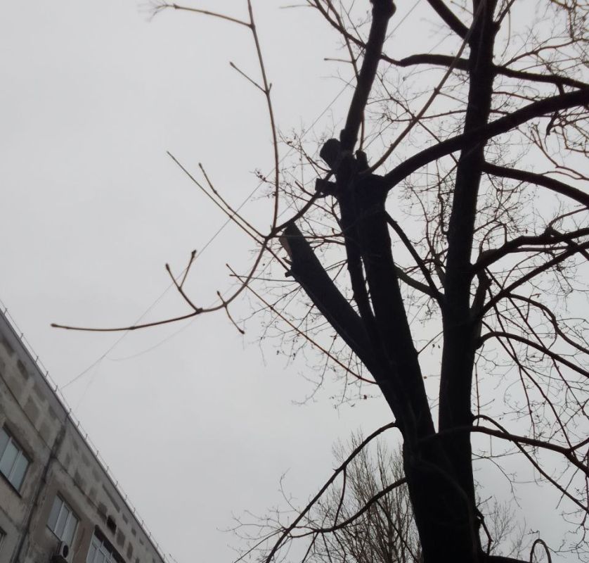 В Краснодоне осуществлялись мероприятия по удалению аварийных деревьев В Краснодоне осуществлялись мероприятия по удалению аварийных деревьев