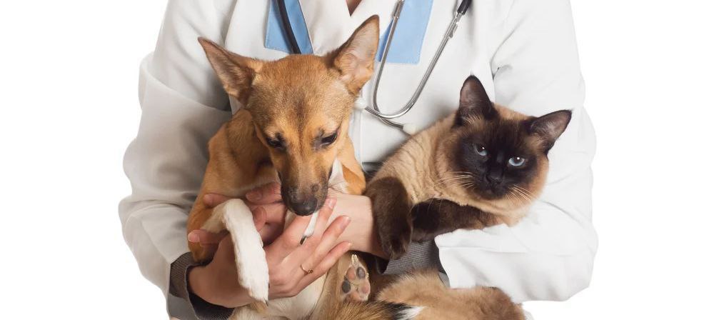 Сергей Колягин: Забота о братьях наших меньших: совместные усилия для решения проблемы бездомных животных в Первомайске