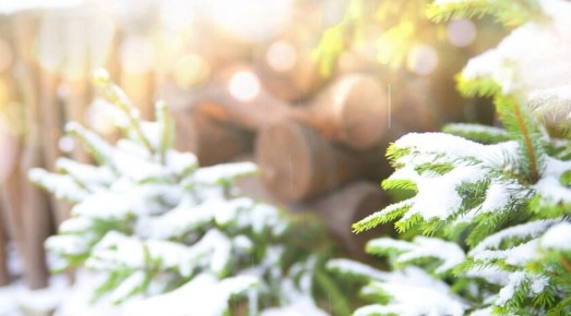 Садовод рассказала, что полезно сделать дачникам в декабре