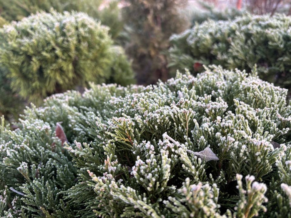 ������ ����! �������, 13 �������