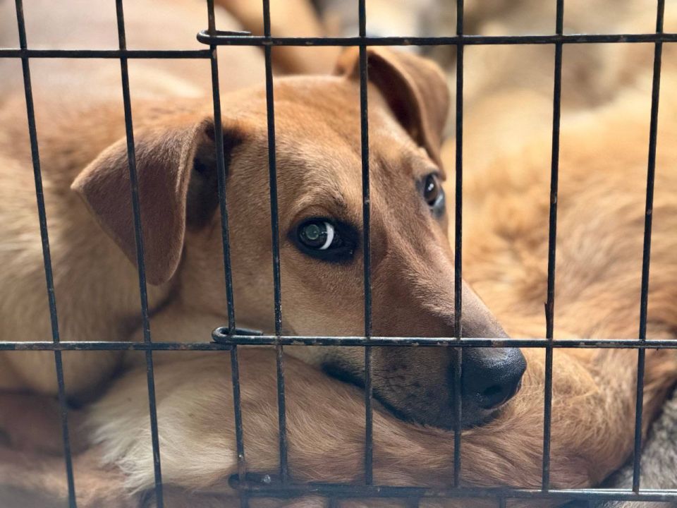 ������ �������: � ����������� ���������� ��������� ����������������� �����, ������������ �� ������ ��������� ��������