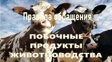 Вниманию сельхозпроизводителей: новые правила обращения с побочными продуктами животноводства (ППЖ)