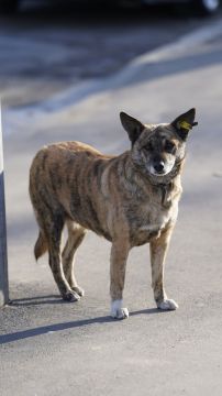 Чипированные хвостики замечены на улицах Луганска