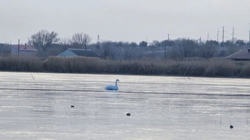 Минприроды ЛНР разъясняет: нужно ли спасать лебедей на замерзающих водоемах?