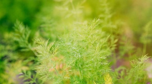 Своя зелень к зиме: агроном рассказал, как вырастить петрушку и укроп к Новому году Как