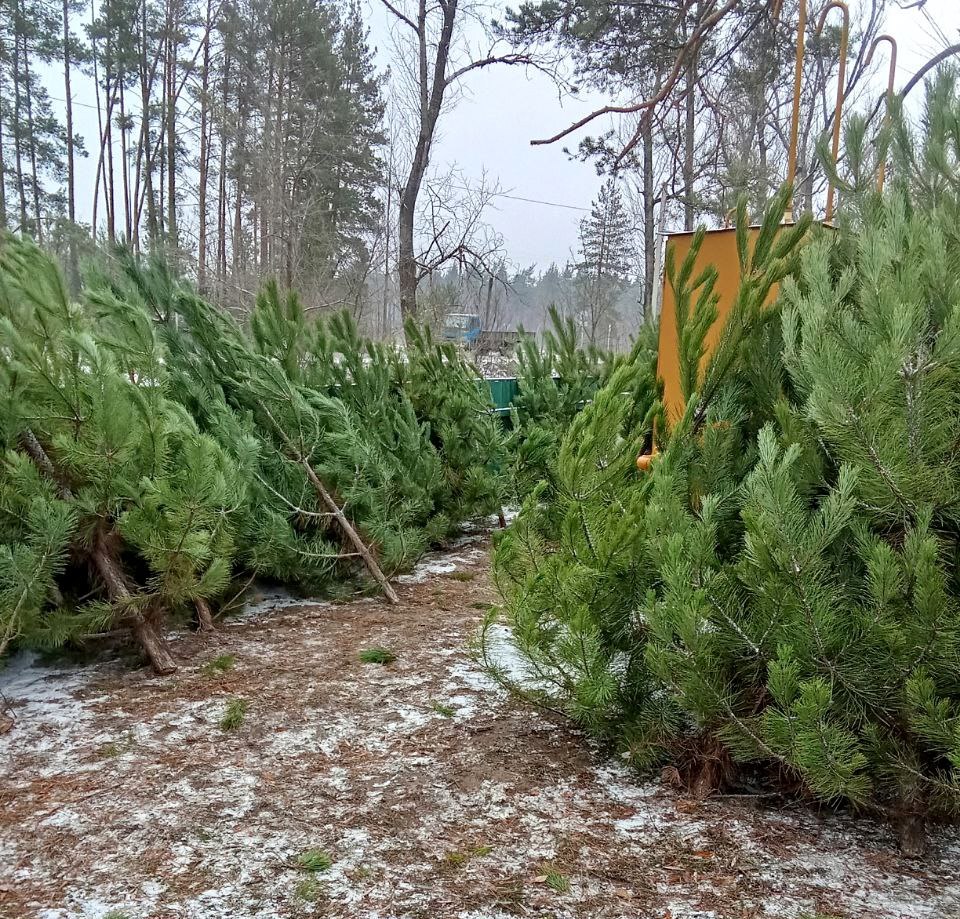 Лесоохотничьи хозяйства Республики начали заготовку и реализацию новогодних деревьев