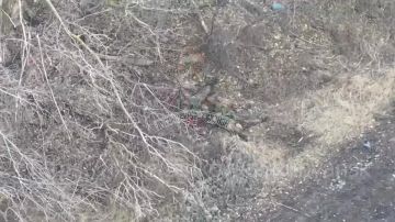 Уничтоженная в районе Купянска группа хохлов