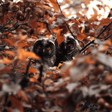 Доброе утро, станичане! Среда, 17 декабря