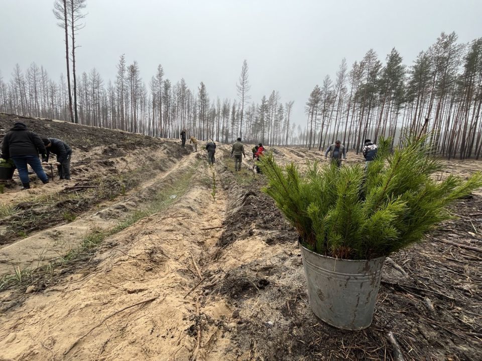 Более 63 гектар нового леса: подведены итоги осенней лесокультурной кампании в Луганской Народной Республике Более 63 гектар нового леса: подведены итоги осенней лесокультурной кампании в Луганской Народной Республике