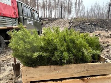 В ЛНР осенью высадили почти 64 га новых лесных насаждений