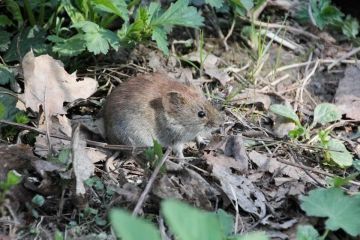 В ЛНР подсчитали численность грызунов