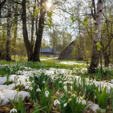 Олег Коваль: Природа России — это вечная песня, что начинается шёпотом таёжного ветра в кедровых вершинах, набирает силу в грохоте водопадов Саян и раскатистым эхом разливается по бескрайним степям, где колышется серебристый...