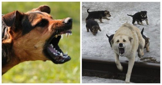 О недопустимости создания кормовой базы для бездомных животных в общественных местах и на придомовых территориях