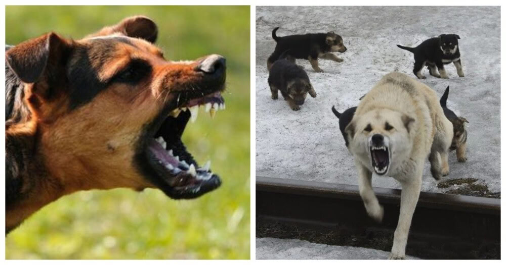 О недопустимости создания кормовой базы для бездомных животных в общественных местах и на придомовых территориях