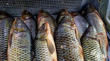 ������������ ��������� ��������� � �������������� ��� ��������� ����������� ��������� ����� ������������ ���� �� ���������� ������� � 2030 ����