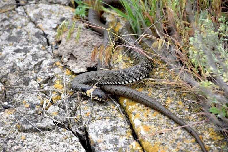 ОБЗОР ПРЕССЫ «ДОНБАСС ВОСТОЧНЫЙ»: У Пушкина - лукоморье, у нас - Провалье ОБЗОР ПРЕССЫ «ДОНБАСС ВОСТОЧНЫЙ»: У Пушкина - лукоморье, у нас - Провалье