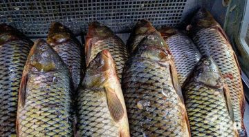 ������������ ��������� ��������� ��� ��������� ��������� ������������ ���� � 2030 ����