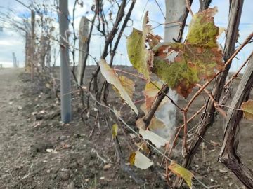 ���������� � ������������ ������ �������� ���� ��� ������ ��������