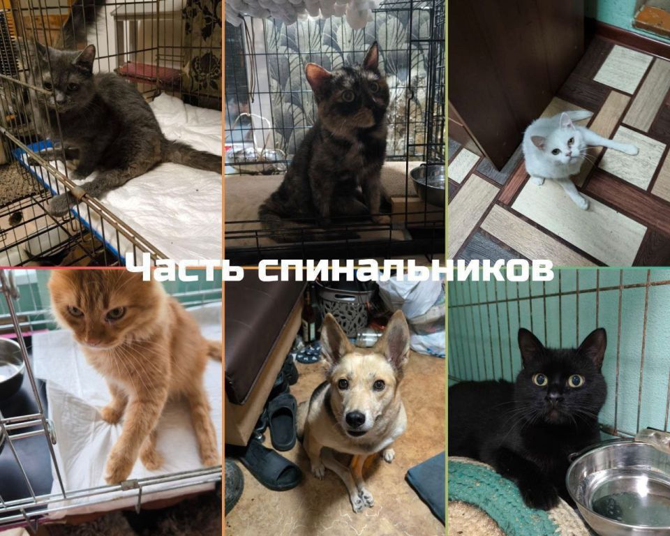 "Новогодняя миска добра" у Мурысиного дома г. Луганска!! "Новогодняя миска добра" у Мурысиного дома г. Луганска!!