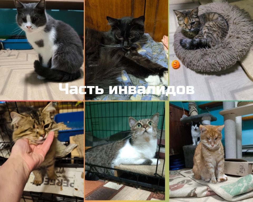 "Новогодняя миска добра" у Мурысиного дома г. Луганска!! "Новогодняя миска добра" у Мурысиного дома г. Луганска!!