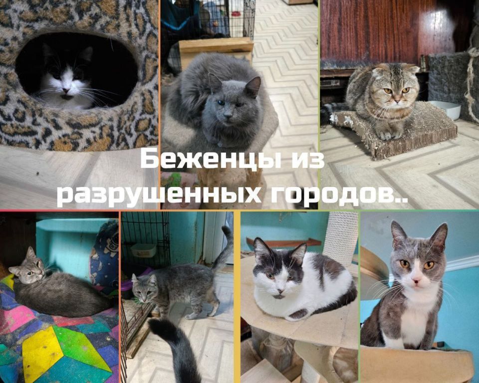 "Новогодняя миска добра" у Мурысиного дома г. Луганска!! "Новогодняя миска добра" у Мурысиного дома г. Луганска!!