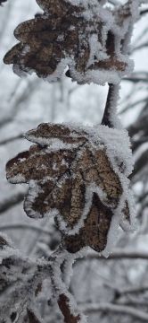 Синоптики прогнозируют 30 декабря в ЛНР от 8 градусов мороза ночью до нуля градусов днем, местами ожидаются снег, метель, гололедица, снежный накат