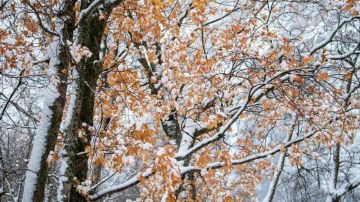 ������ ����! �����������, 29 �������