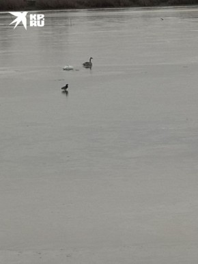 Обглоданные кости лежат в канаве: Массовая гибель лебедей шокировала жителей Луганска