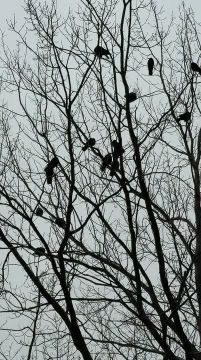 ��������� ������������ 31 ������� � ��� �� 15 �������� ������ ����� �� ����� 1 ������� ����, ������� ��������� ����, ������, ����������, ������� �����