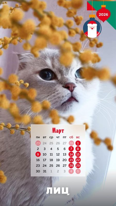 Мрр-мяу! — на кошачьем это значит «С Новым годом!» Мрр-мяу! — на кошачьем это значит «С Новым годом!»