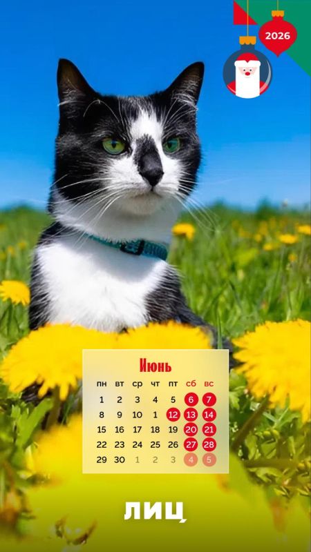 Мрр-мяу! — на кошачьем это значит «С Новым годом!» Мрр-мяу! — на кошачьем это значит «С Новым годом!»