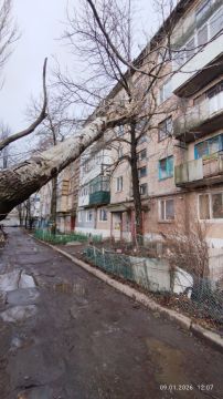 Безопасность превыше всего: коммунальные службы оперативно справились с упавшим деревом!