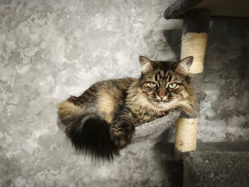 10 января на территории Луганской Народной Республики будет облачно с прояснениями