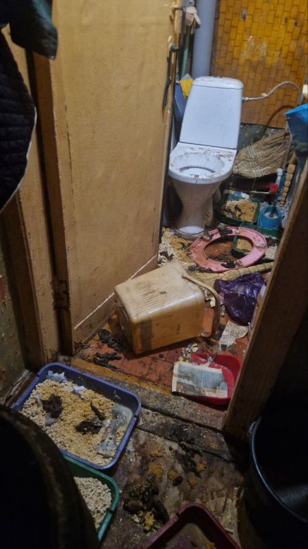 Забрали кошек из ада. Мы не могли себе даже такое представить - истощенные, больные животные, закрытые в загаженной квартире Забрали кошек из ада. Мы не могли себе даже такое представить - истощенные, больные животные, закрытые в загаженной квартире