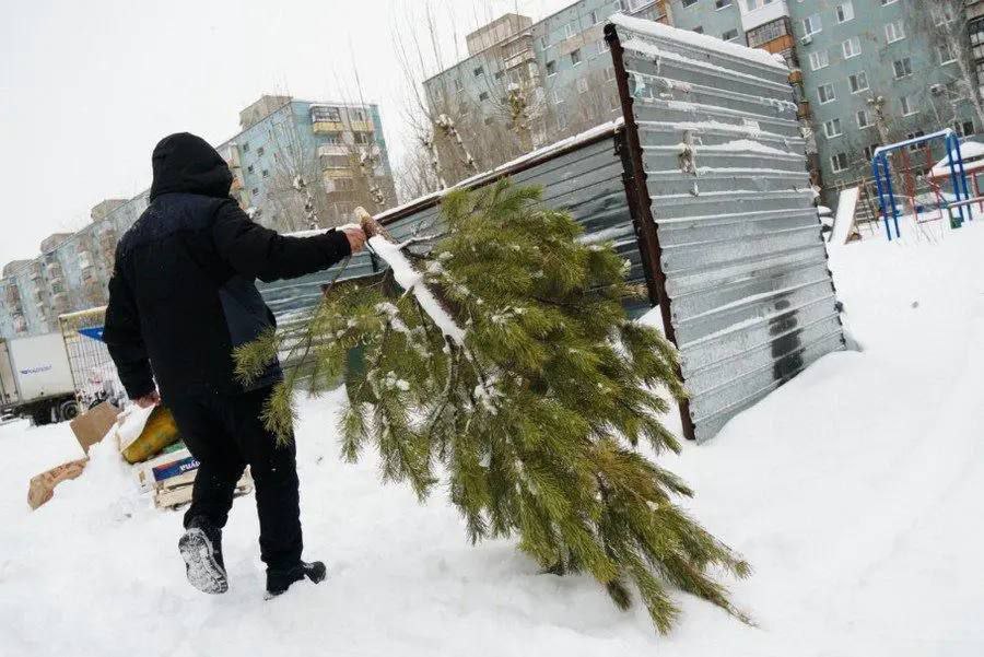 Минприроды ЛНР информирует: куда складывать сосны и елки после новогодних праздников?