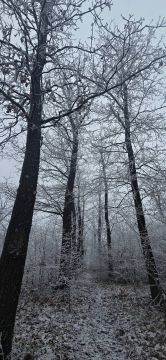 ��������� ������������ 13 ������ � ��� �� 17 �������� ������ ����� �� ����� 5 �������� ����, ��������������� ��� �������