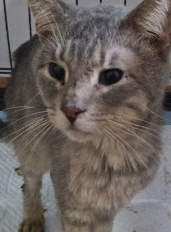 Все спасённые из адского алчевского приюта коты и кошки сильно болеют