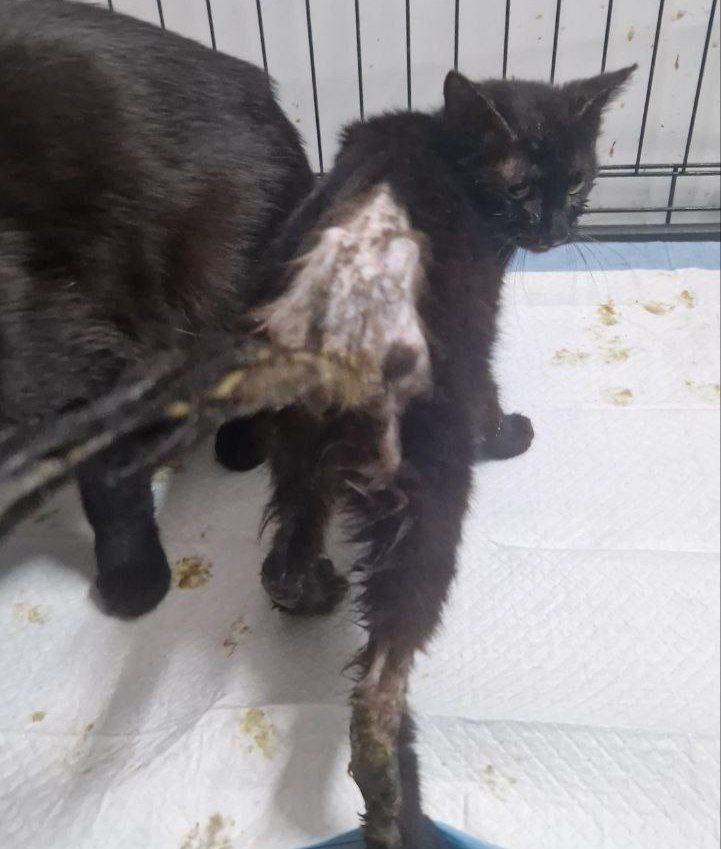 Все спасённые из адского алчевского приюта коты и кошки сильно болеют Все спасённые из адского алчевского приюта коты и кошки сильно болеют