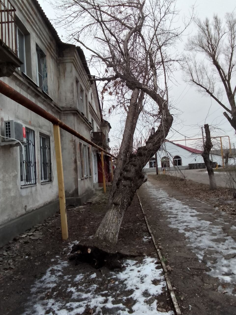 В посёлке Дубовский продолжается работа по спилу аварийных деревьев В посёлке Дубовский продолжается работа по спилу аварийных деревьев