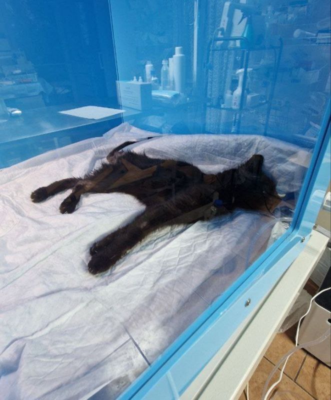 Все спасённые из адского алчевского приюта коты и кошки сильно болеют Все спасённые из адского алчевского приюта коты и кошки сильно болеют