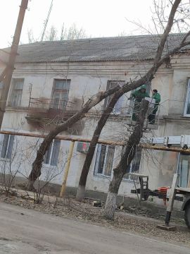 В посёлке Дубовский продолжается работа по спилу аварийных деревьев