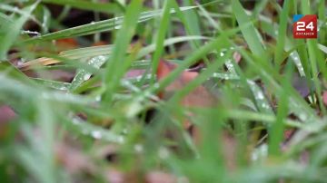 Среднеазиатская овчарка – сильный и бесстрашный помощник