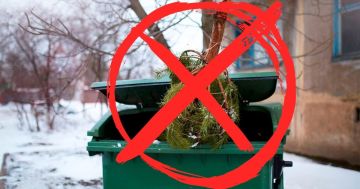 Экологи призывают не выбрасывать хвойные деревья в контейнеры ТБО