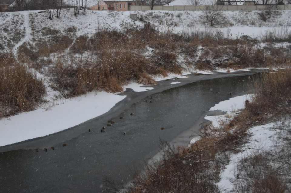 В Луганске состоялось мероприятие по учету водоплавающих птиц в рамках Всероссийской акции «Серая шейка-2026» В Луганске состоялось мероприятие по учету водоплавающих птиц в рамках Всероссийской акции «Серая шейка-2026»