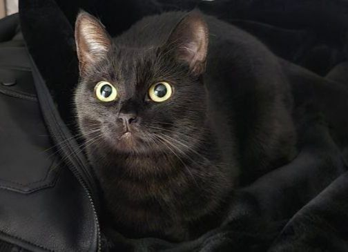 17 января на территории Луганской Народной Республики прогнозируется переменная обалчность