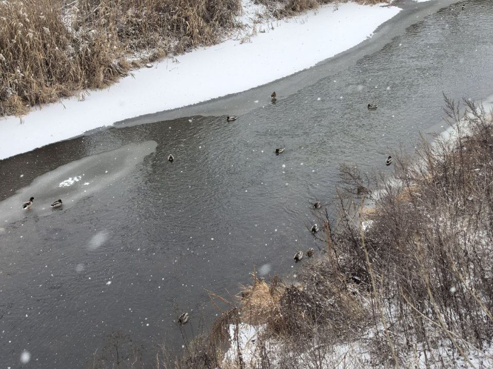 В Луганске состоялось мероприятие по учету водоплавающих птиц в рамках Всероссийской акции «Серая шейка-2026» В Луганске состоялось мероприятие по учету водоплавающих птиц в рамках Всероссийской акции «Серая шейка-2026»